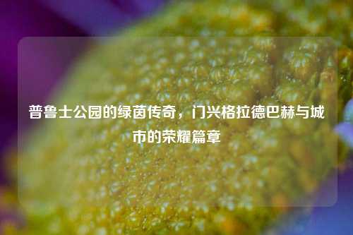 普鲁士公园的绿茵传奇，门兴格拉德巴赫与城市的荣耀篇章