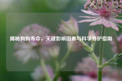 揭秘狗狗寿命，关键影响因素与科学养护指南