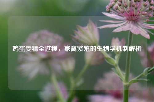 鸡蛋受精全过程，家禽繁殖的生物学机制解析